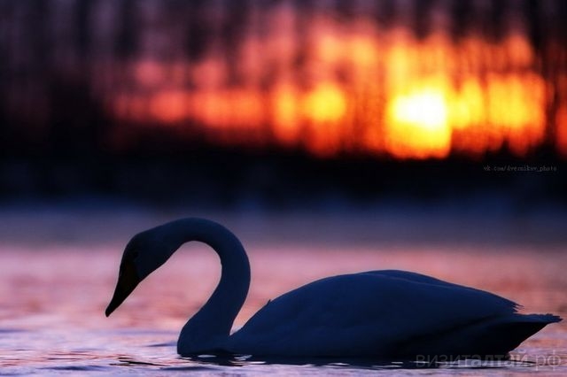 Лебеди на закате_Виктор Дверников.jpg