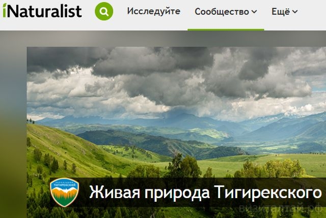 проект Тигирекского заповедника на iNaturalist.org.jpg