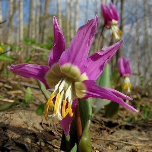Фуксия – главный цвет весны на Алтае, или Большая фотосессия краснокнижного кандыка в Салаирской тайге