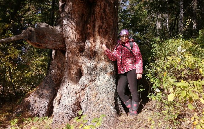 Алтайский край заявит вековые деревья во всероссийский реестр. Они могут стать Деревом года и попасть на европейский конкурс 