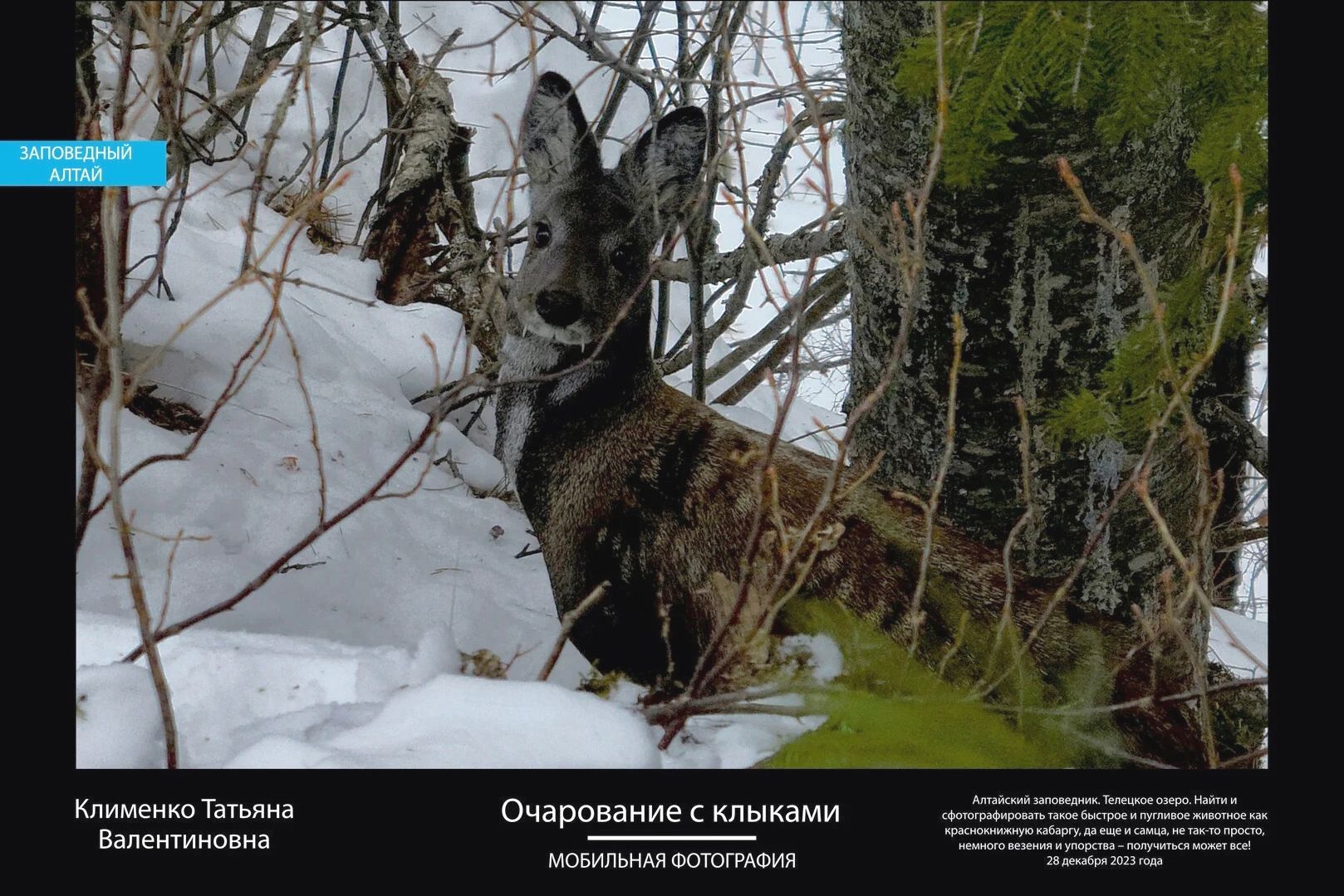 кабарга в Алтайском заповеднике_Татьяна Клименко_altzapovednik.jpg кабарга в Алтайском заповеднике_Татьяна Клименко_altzapovednik.jpg