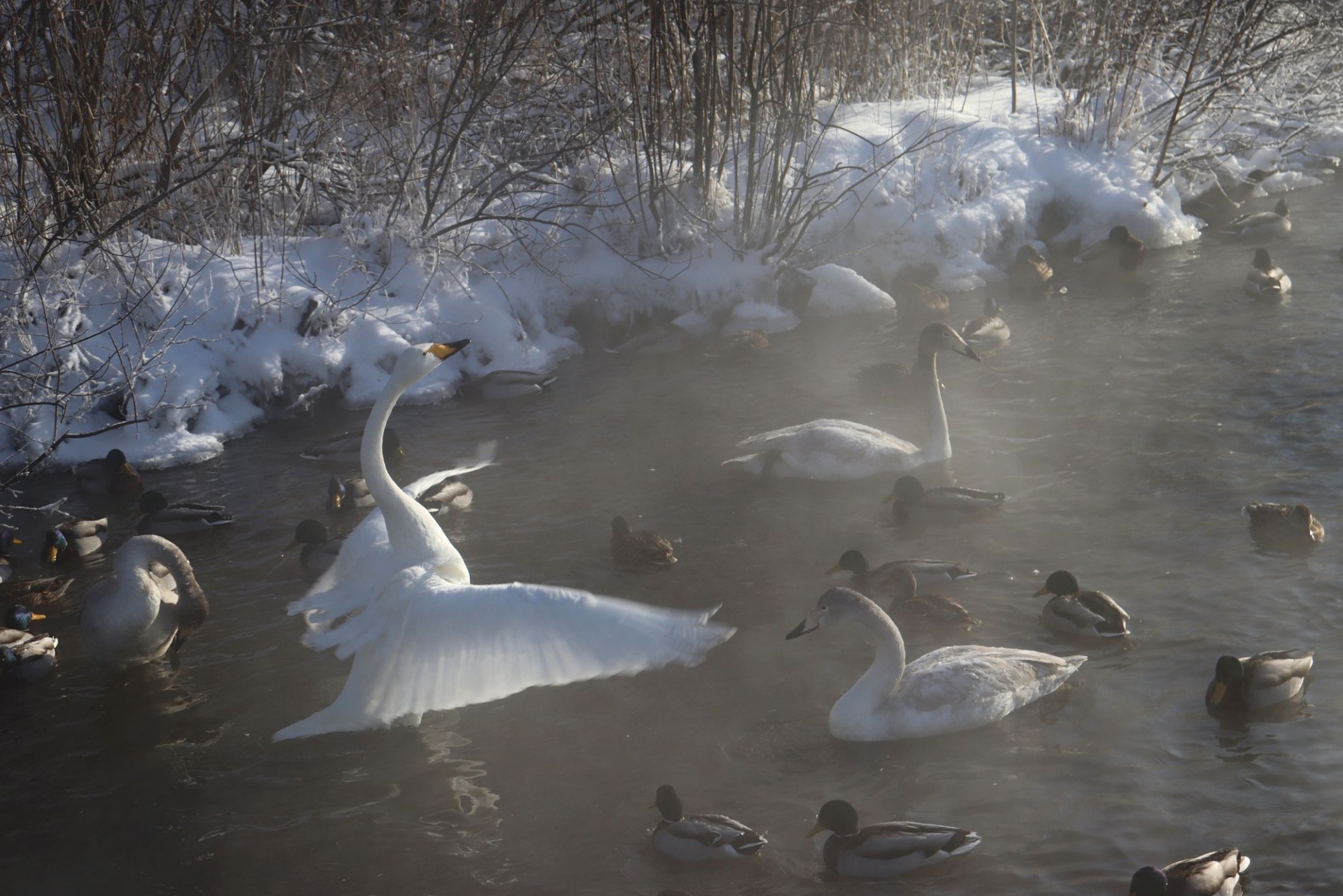 лебедь у берега озера Светлое_Татьяна Помещикова.jpg