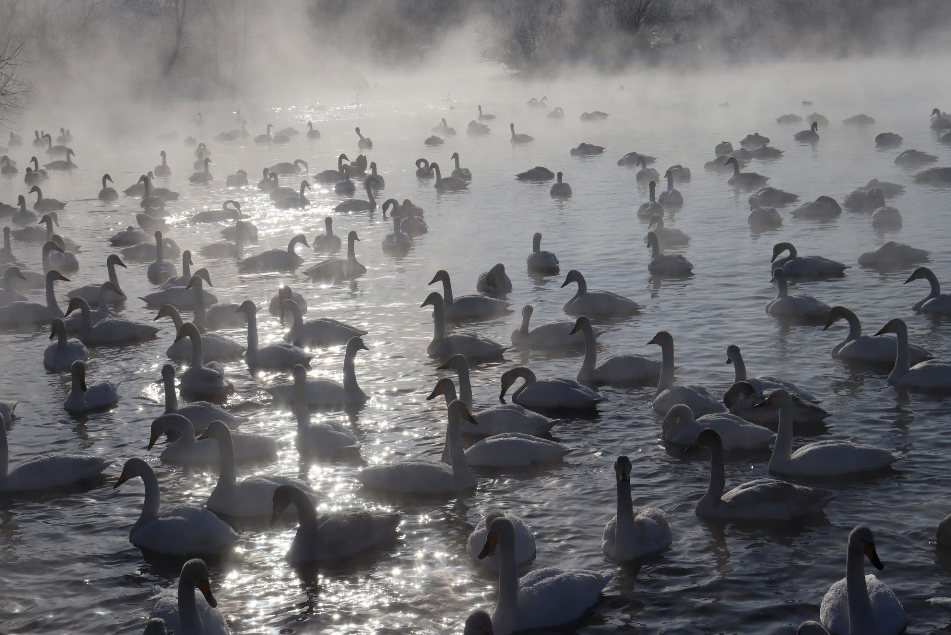 лебеди в заказнике на озере Светлое_Татьяна Помещикова.jpg